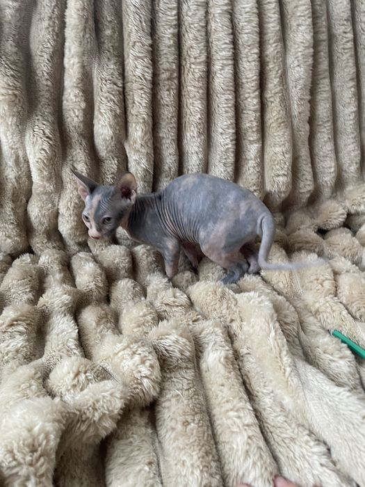 Бусінка Канадський сфінкс