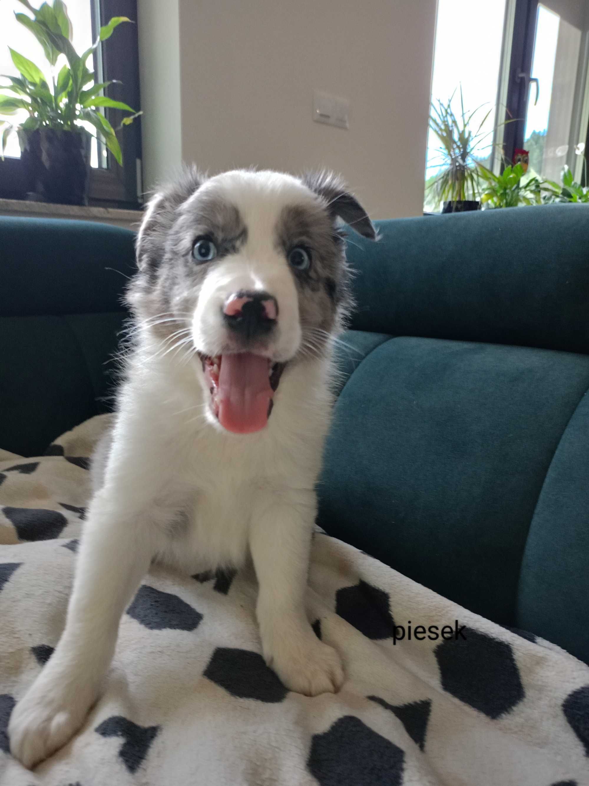Border Collie piesek blue-merle