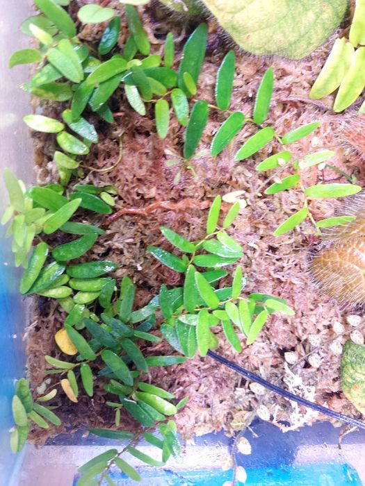 Rośliny do terrarium