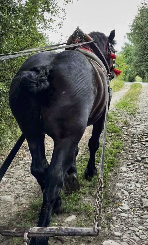 Sprzedam pięknego wałacha