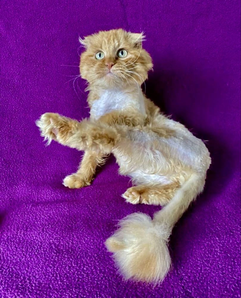 Котики шукають родину