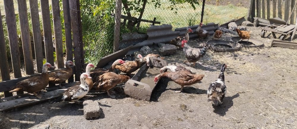 Продам індокачки