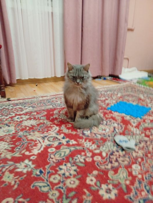 Шукаю теплі і добрі руки для ніжної кицюні