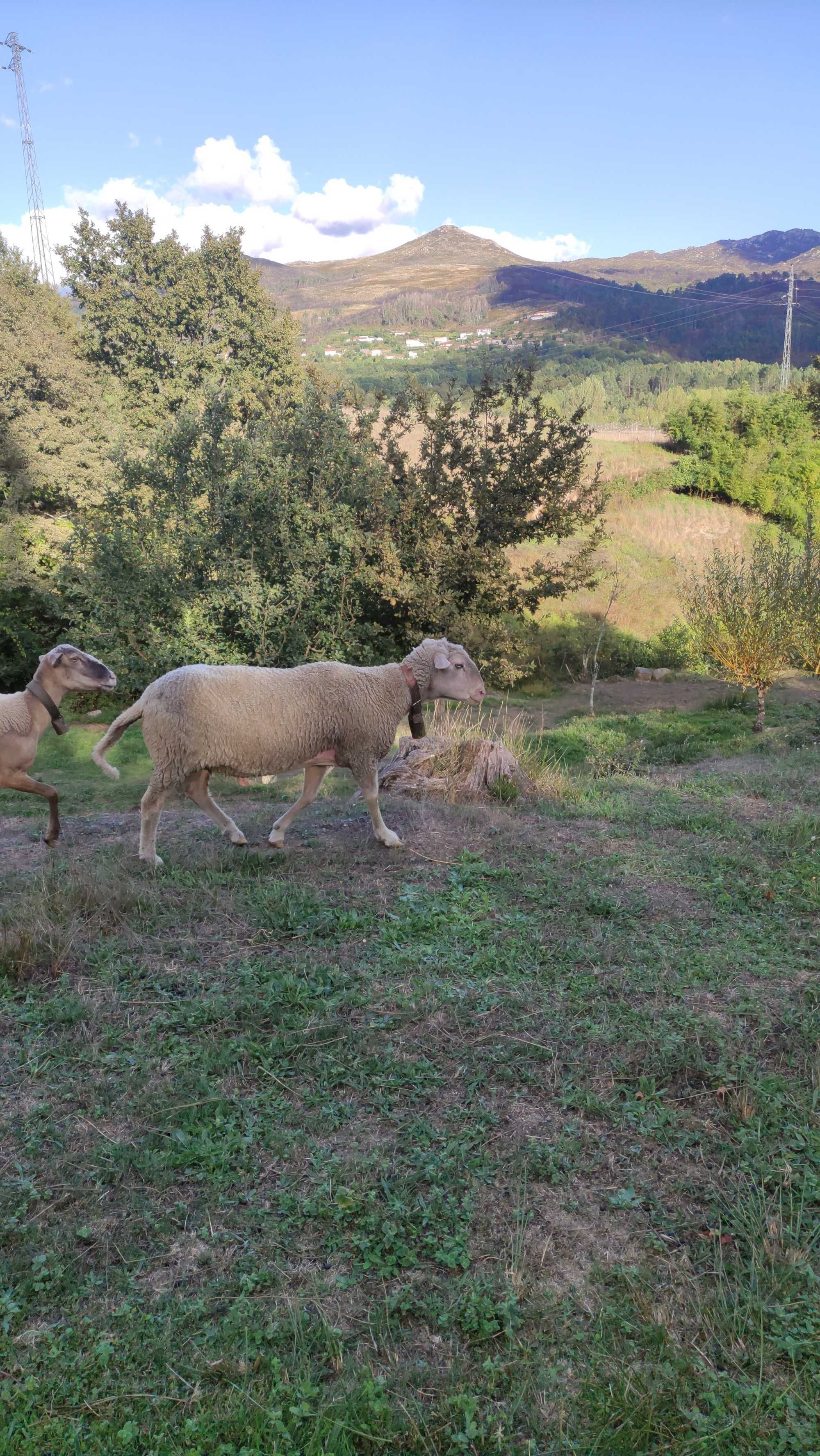 Carneiro de meia idade