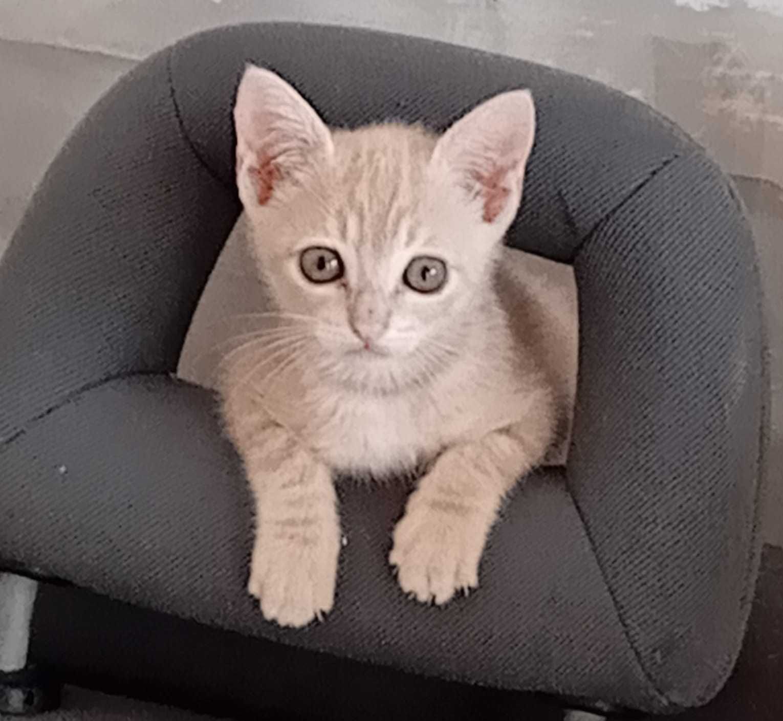 Gatinho de 2 meses para adoção, Tavira (Algarve)