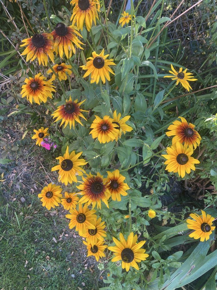 Rudbeka sadzonki