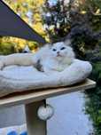 Ragdoll cudowna kotka seal bicolor z domowej hodowli