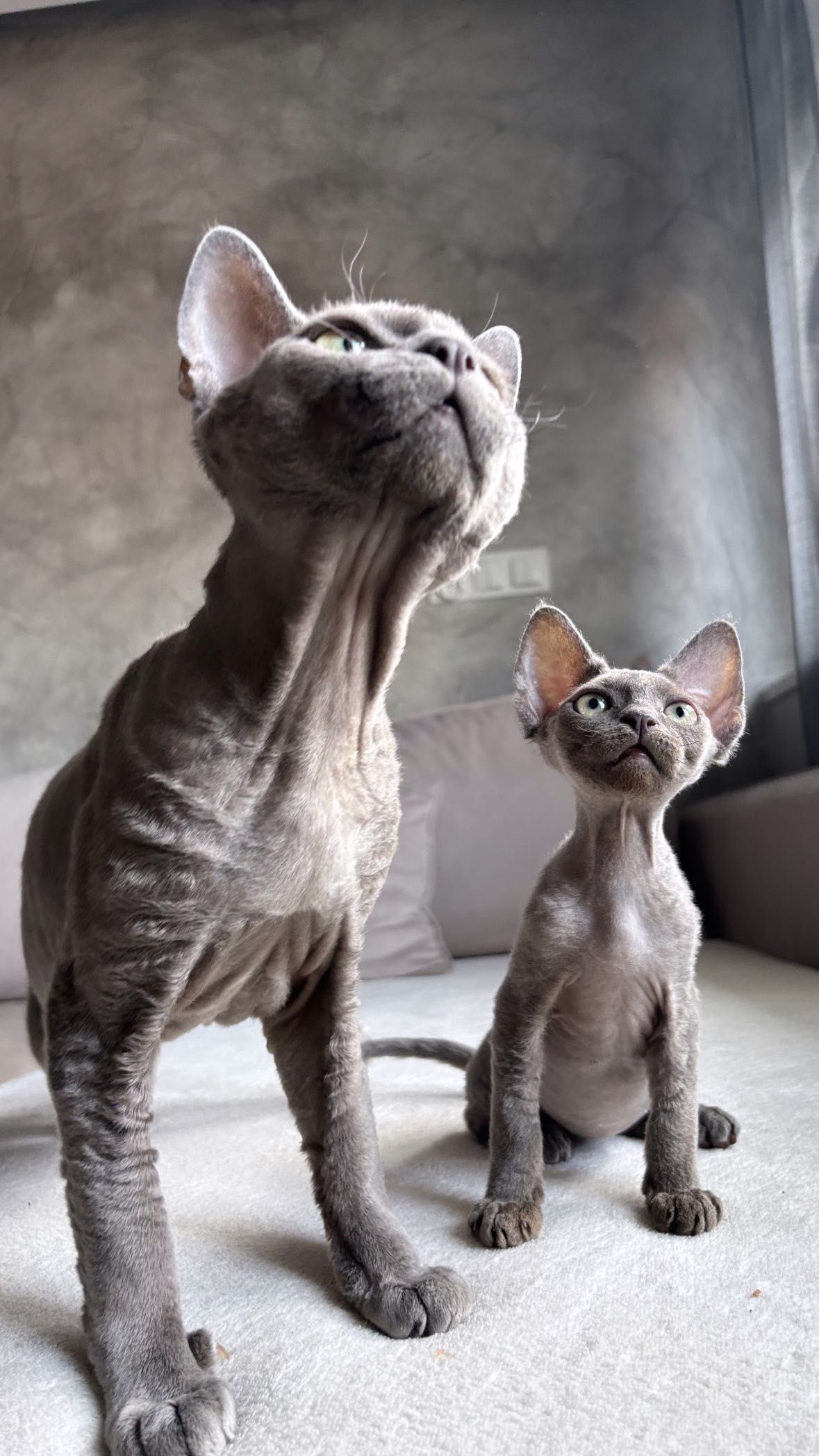 Deborah Devon rex