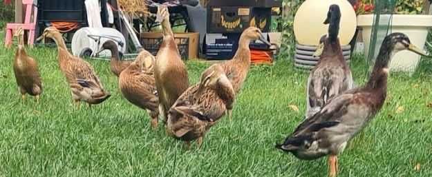 kaczki biegus  z czerwca 2025