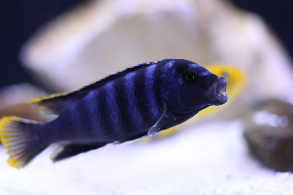 Pseudotropheus saulosi (M/F) - Ciclídeos Africanos