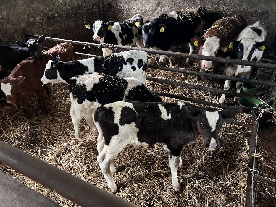 Byczki ho byk buhaj byczek cielak zdrowe od rolnika