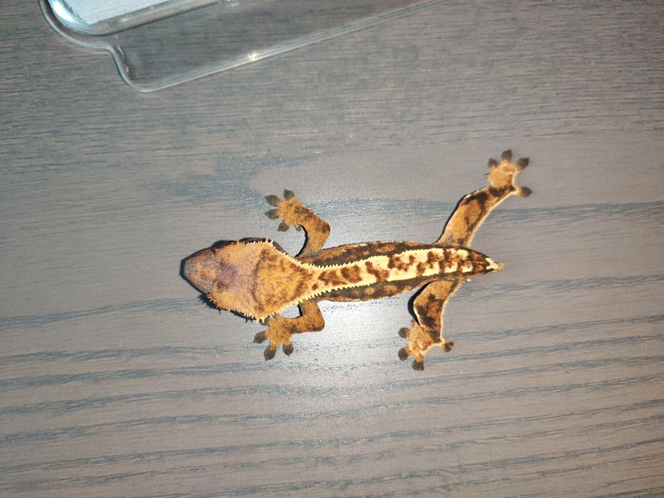 Gekon orzęsiony gekony orzęsione nsex małe