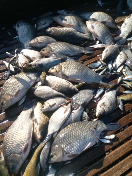 Karaś srebrzysty japoniec 1000kg duży