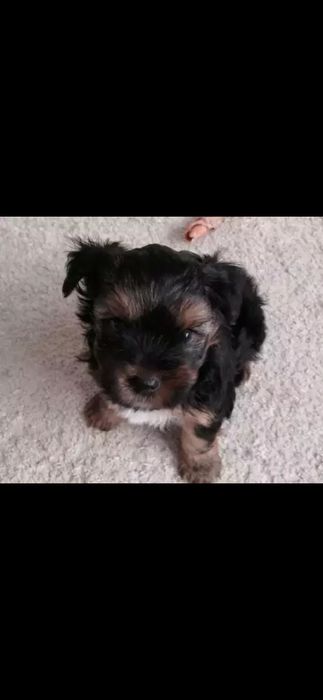 Szczniaczki po yorku