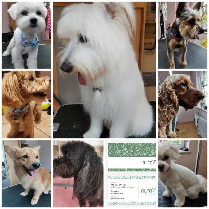 Psi fryzjer/groomer Kompleksowa pielęgnacja psów