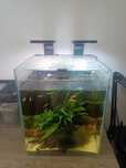 Akwarium shrimpset 30l