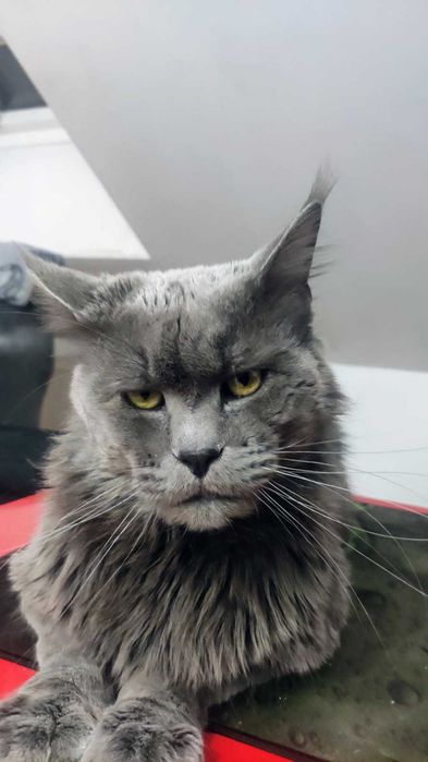 Piękne koty Maine coon