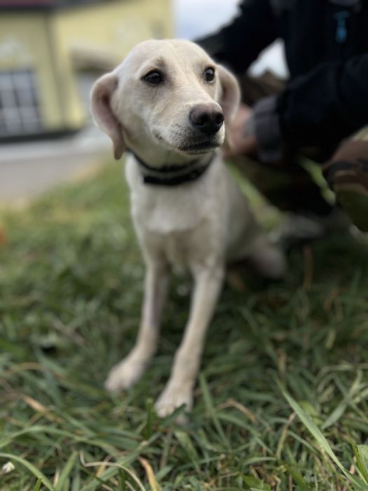 Собака для семьи Кока стерилизована девочка