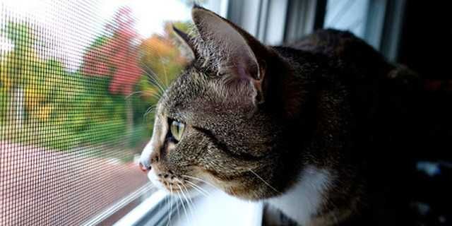 Маскитные сетки на окна, анти кошка