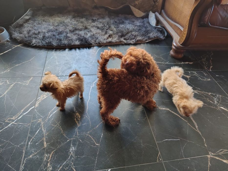 Chipoo, chihuahua długowłosa & Pudel toy,  sunia