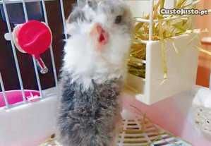 Coelhos anões meigos desparasitados e vacinados