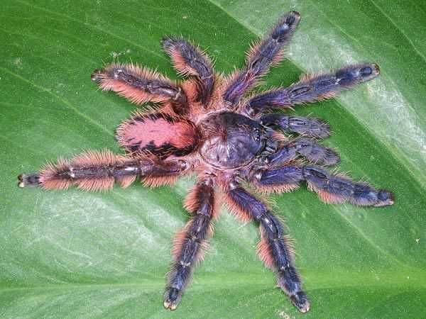 Aphonopelma mooreae  |  Czytaj Opis