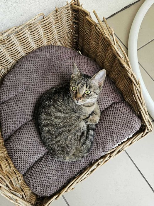 Daria z fundacji Miasto Kotów