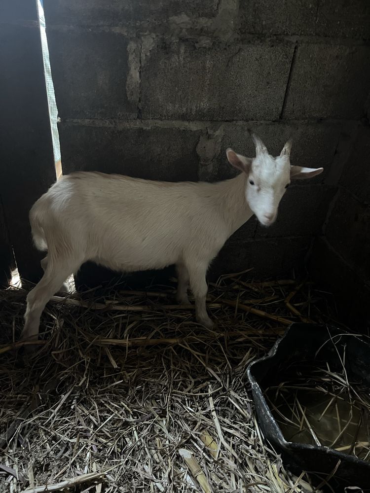 Vendo esta  cabra e tambem este chivo raca grande