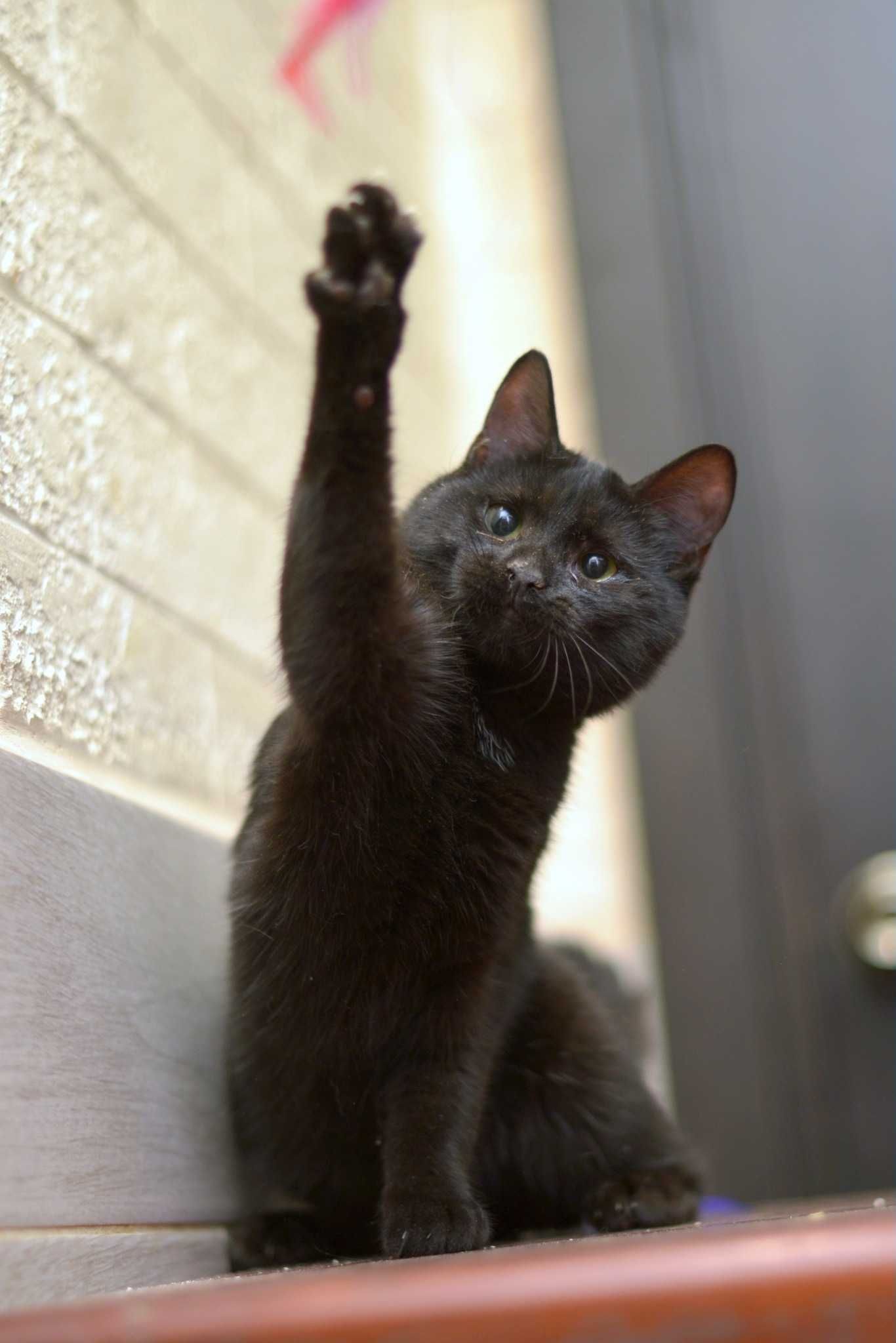 Кошенятко, ручний хлопчик, віддам, 5,5 місяців