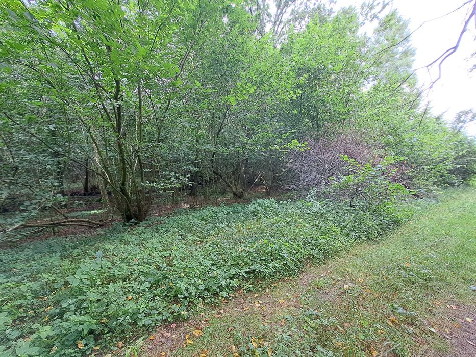 Działka leśna 11800m2 w Gniewinie