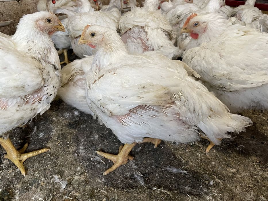 Кури бройлер живою вагою