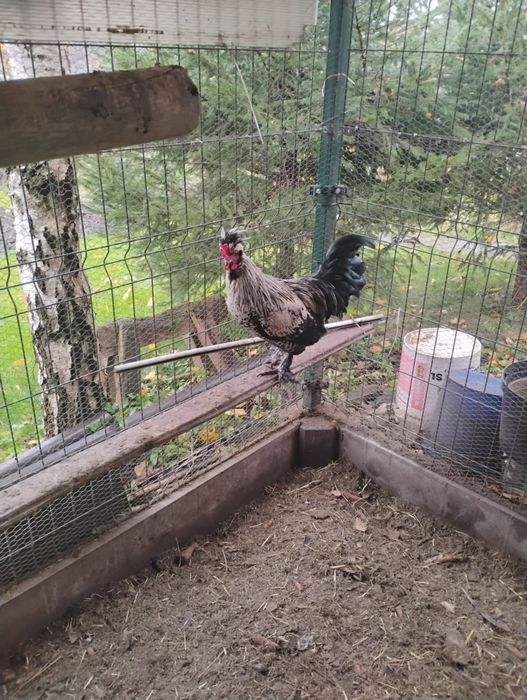 Parka kurek czubatek