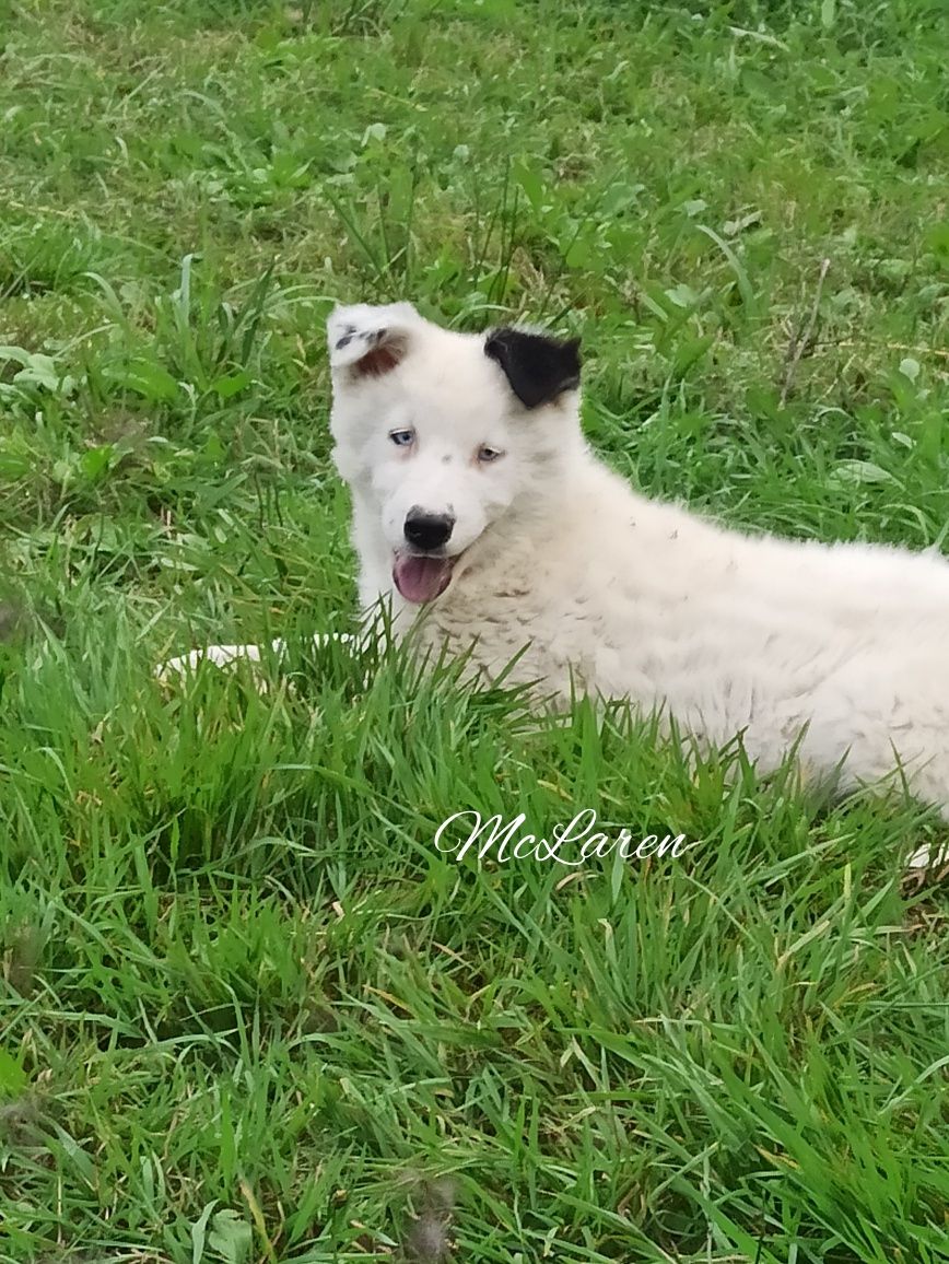 Łajka jakucka nie owczarek nie samojed nie border