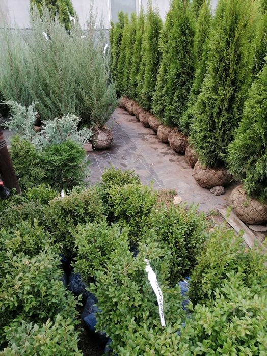 Смарагд, Блю арроу, самшит