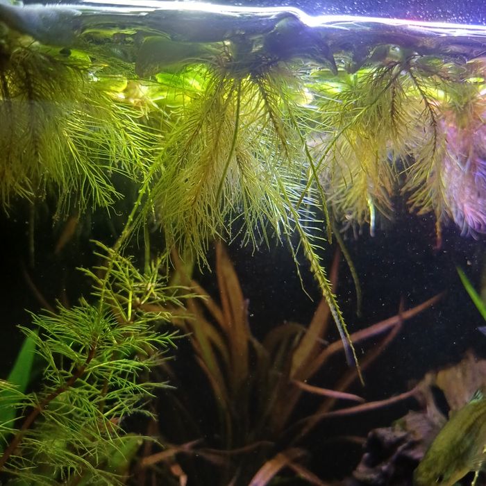 Pistia 20szt. za 15zł