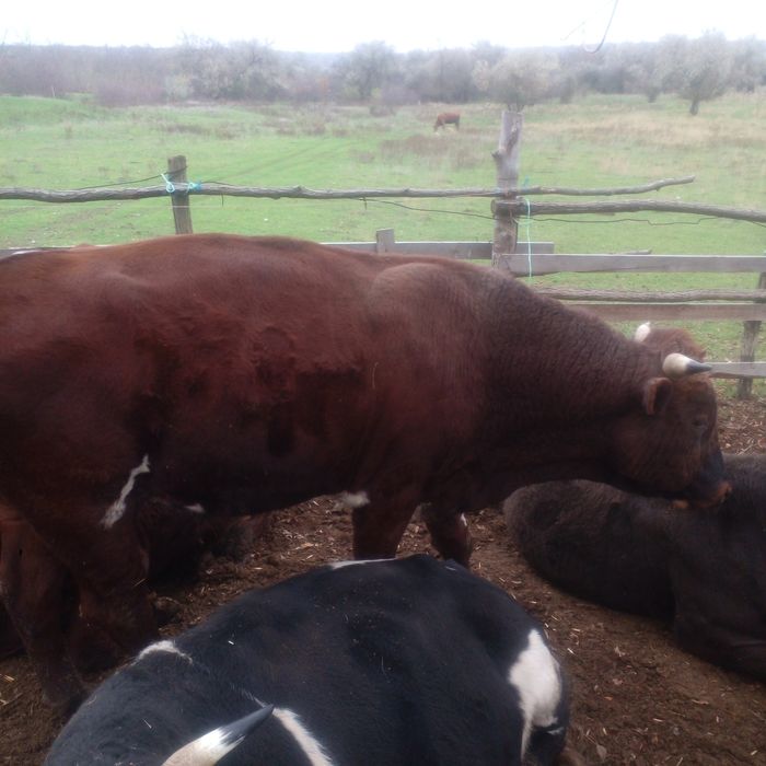 Продам биків живою вагою