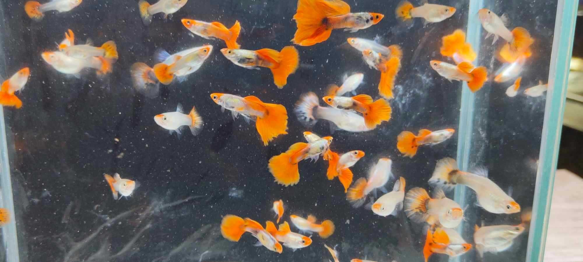 Gupik , gupiki koi platinum red tail