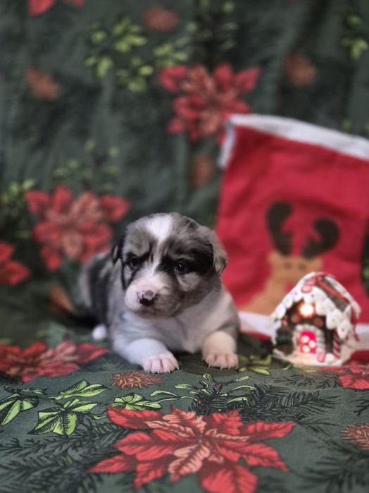 Border collie suczka blue merle