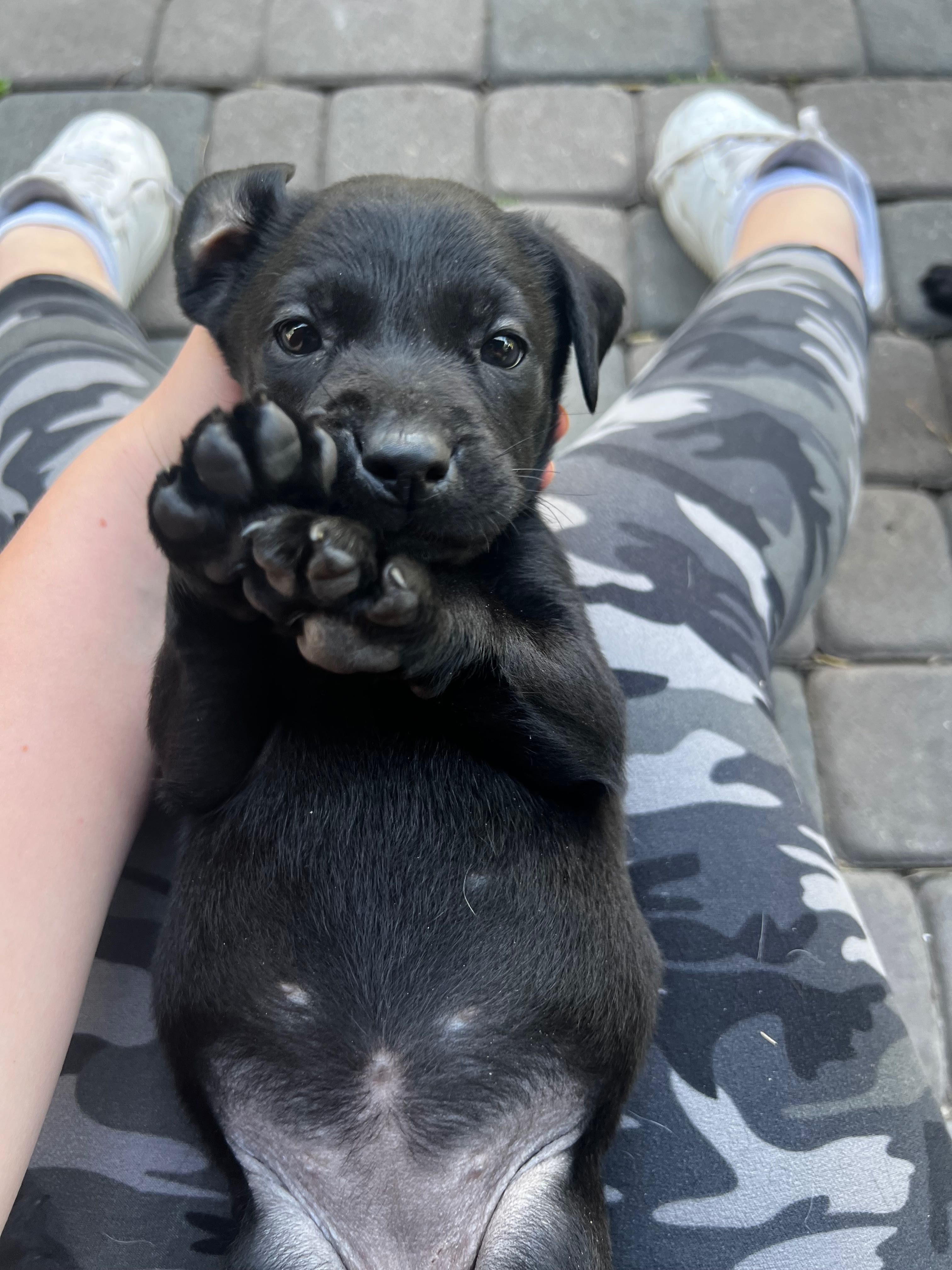 Labrador oddam w dobre ręce