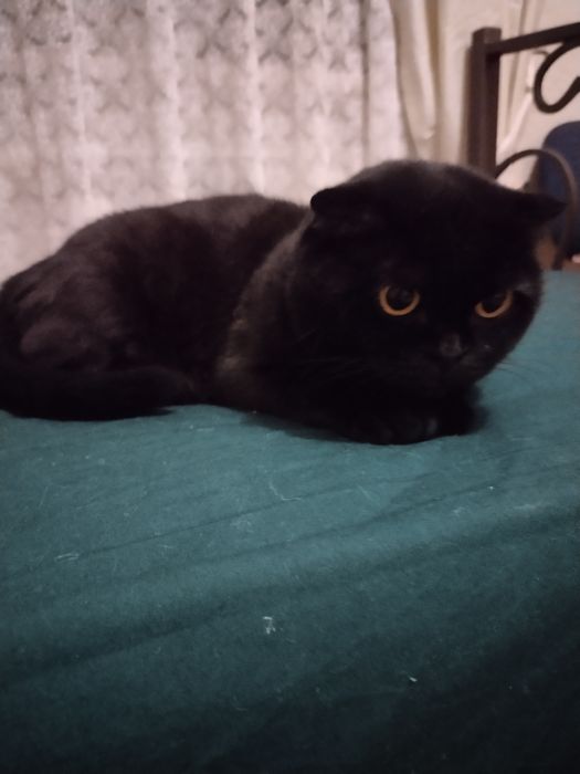 Продам шотландскую кошечку.