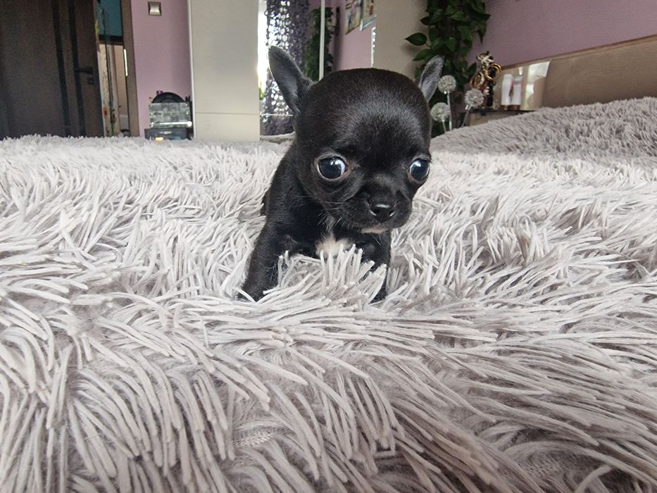 Chihuahua Krótkowłosa. Sunia, meega maleńka dla miłośników tej rasy.