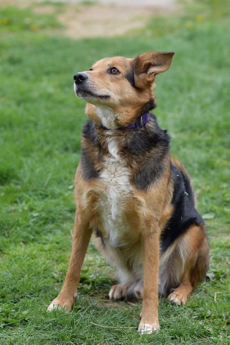 Okoń - odnajdzie się w kojcu na ogrodzie