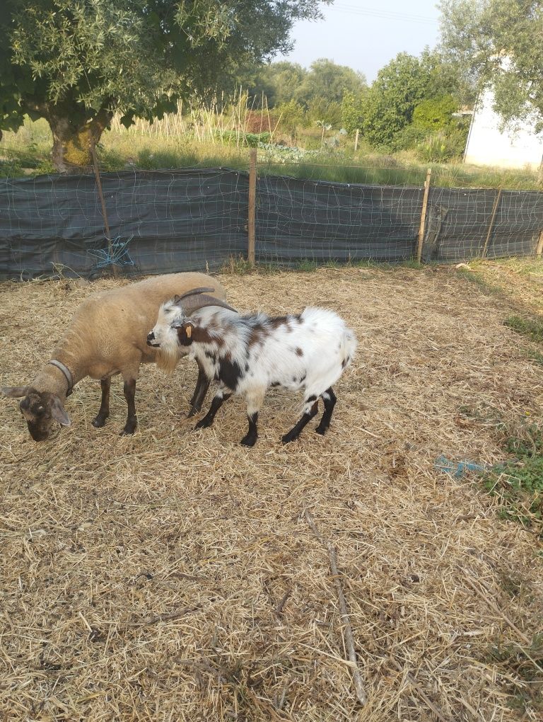 Vendo macho de cabra ana