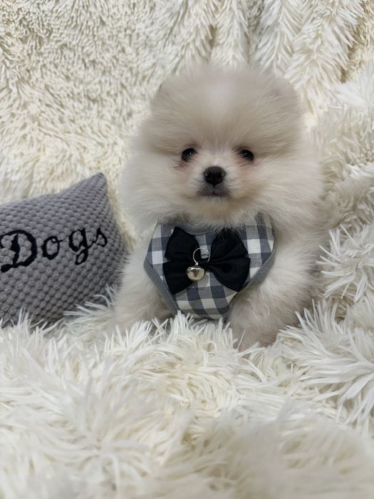 Pomeranian Szpic miniaturowy malutki chłopczyk