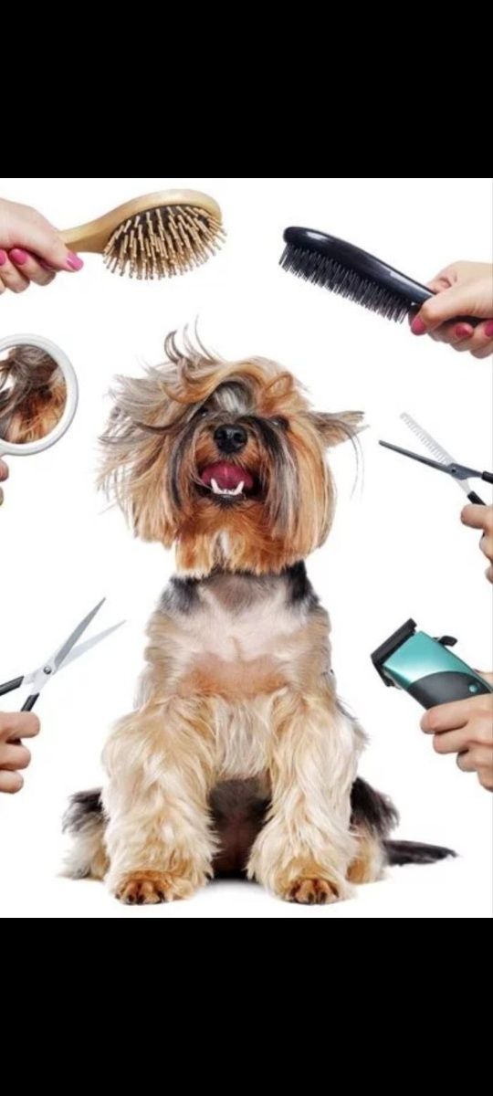 Psi fryzjer -Groomer