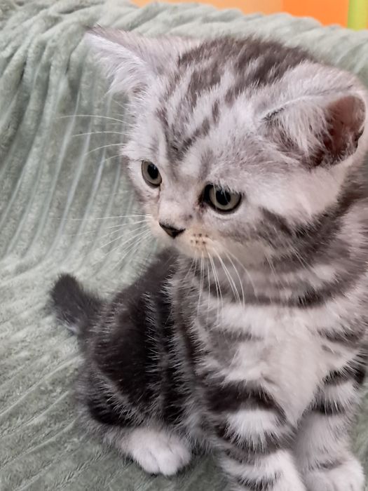 Мальчик! Великолепный плюшевый котёнок скотиш страйт редкого окраса!