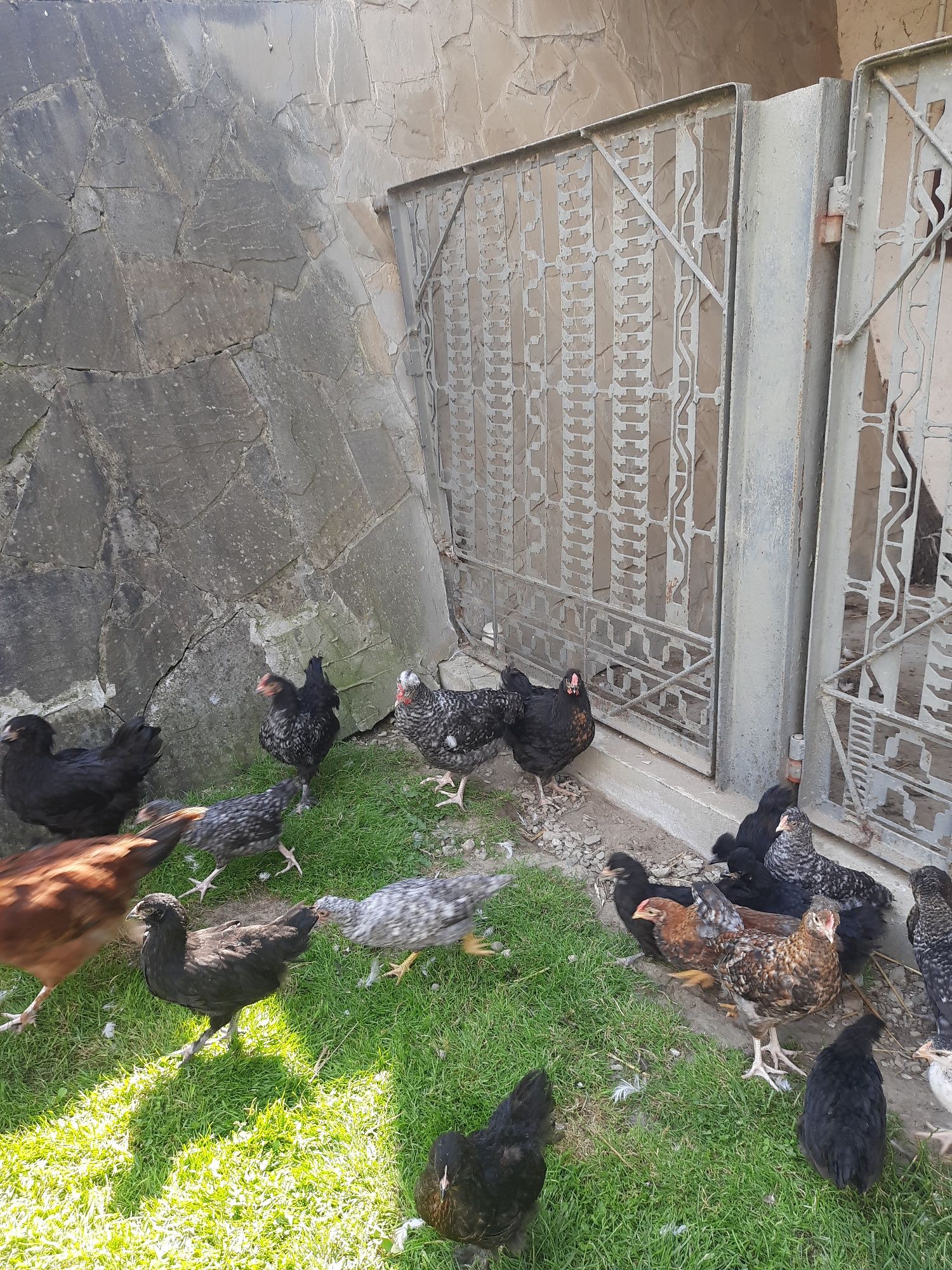Para marans, brązowe  jajka