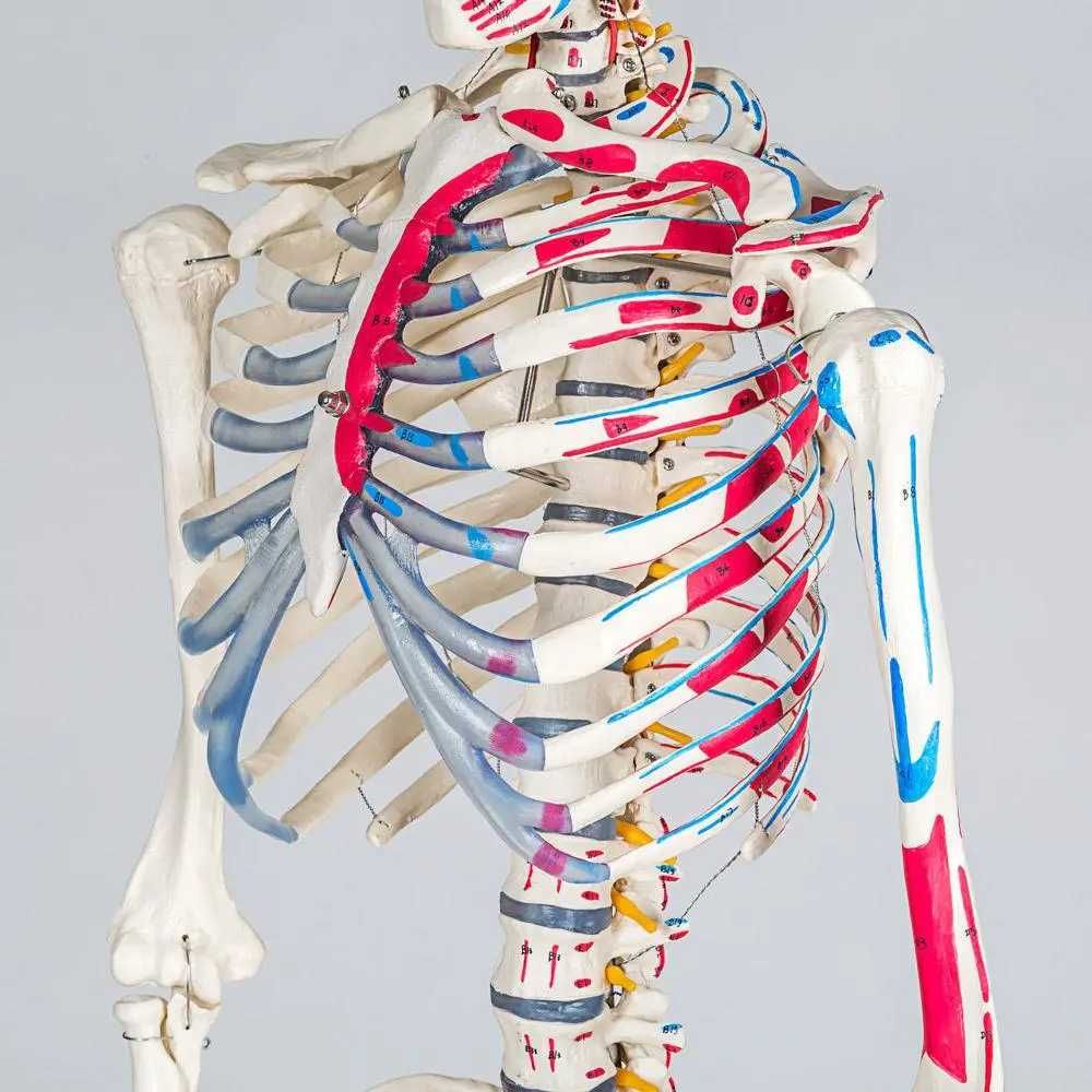 Скелет анатомический  подробный 181 см + плакат 200 костей Германия