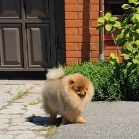 Хлопчик 7 місяців, без браку, КСУ