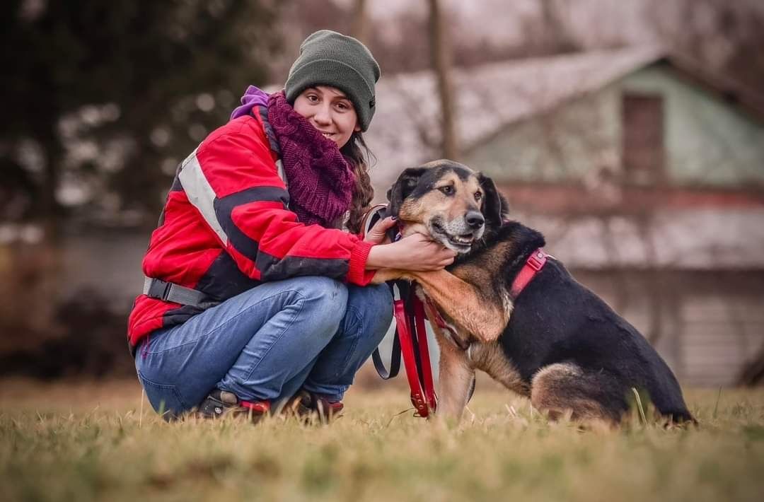 Idealny towarzysz w typie owczarka niemieckiego szuka domu